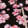 Tissu déco Fleurs de cerisier sur noir - Collection exclusive Glitzerpüppi
