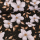 Tissu déco Clématites blanches sur noir - Collection exclusive Glitzerpüppi