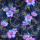 BIO Jersey Fleurs dancres rose bleu or look denim - Collection exclusive Glitzerpüppi