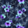 BIO Jersey Maritime Blossoms Mint Lila auf Jeans - Glitzerpüppi Exklusiv Eigenproduktion